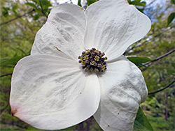 Dogwood flower