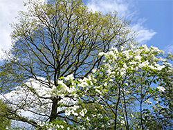 Flowering dogwood