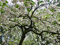 White blossom