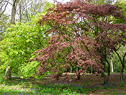 Maple and bluebells