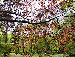 Reddish-brown leaves