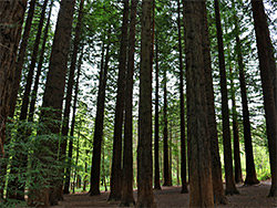 Redwood grove