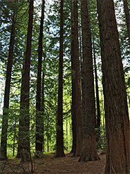 Coastal redwoods