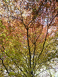 Beech leaves