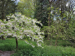 Cherry tree