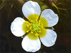 Brackish water-crowfoot