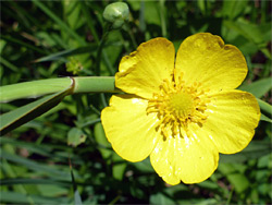 Ranunculus lingua