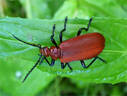 Red-headed cardinal beetle