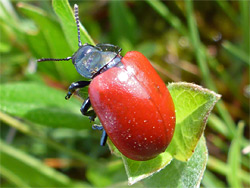 Red poplar leaf beetle