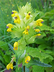 Yellow rattle