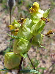 Yellow rattle