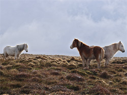 Horses on Rhos Dirion