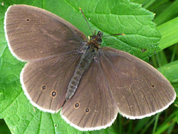 Ringlet butterfly