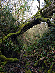 Fallen tree