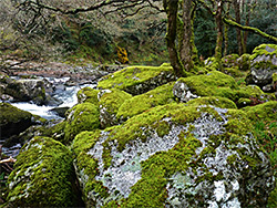 Mossy-covered rocks