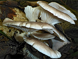 Oyster mushroom