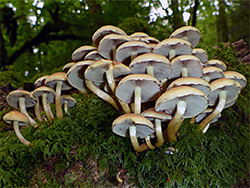 Sulphur tuft