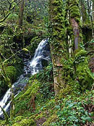 Mossy streamway