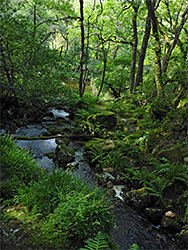 Ferns and trees