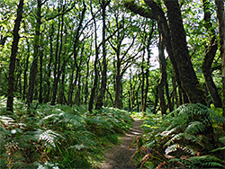 Fern-lined path