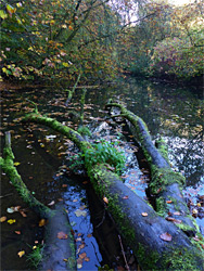 Moss-covered logs