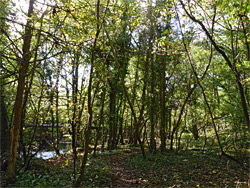 Trees by the river