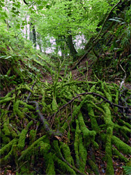 Mossy branches