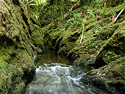 Mossy narrows