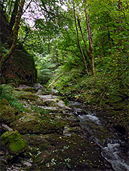 Dense woodland