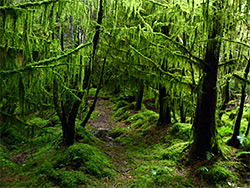 Mossy path