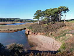 Trees overlooking the estuary