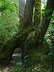 Tree arch