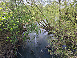 Trees by the river