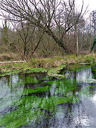 Water crowfoot