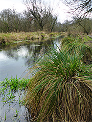 Reeds and trees