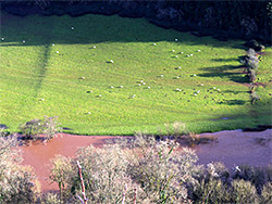 Sheep in a field