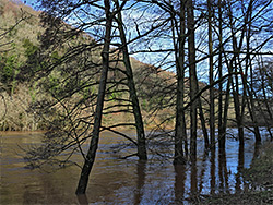 Flooded trees