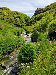 Bushes by the stream