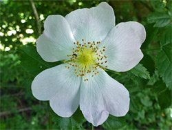 Dog rose