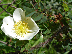 Burnet rose