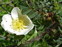 White flower