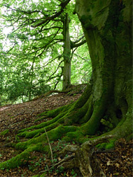 Beech roots