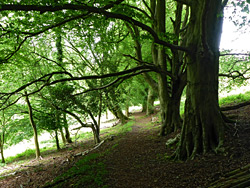 Tree-lined path