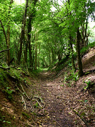 Valley floor path