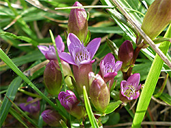 Autumn gentian