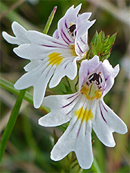 Eyebright