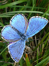 Adonis blue