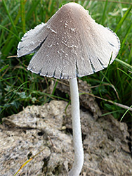 Common inkcap