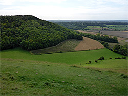 Roundway Hill Covert