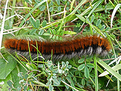 Fox moth caterpillar